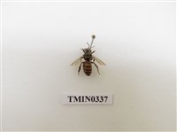 藏品(義大利蜂)的圖片